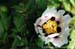Rockii Peony: BAI JI GUANG